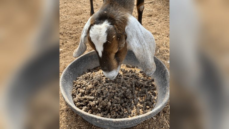 Can Rabbits Eat Goat Feed