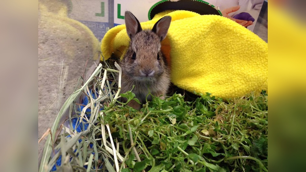 Can Rabbits Eat Goldenrod
