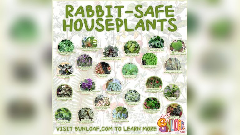 Can Rabbits Eat Grape Vine Leaves