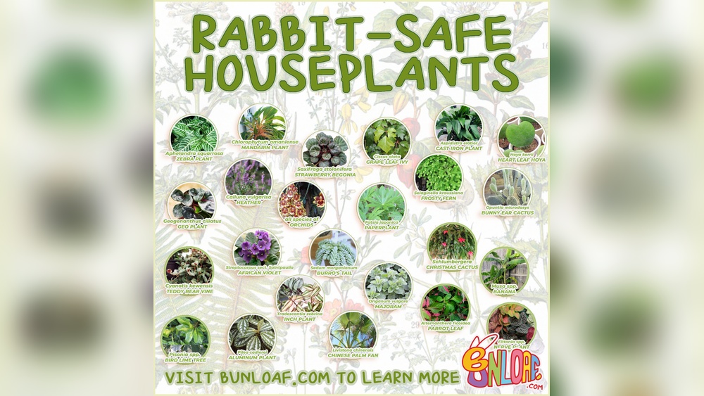 Can Rabbits Eat Grape Vine Leaves