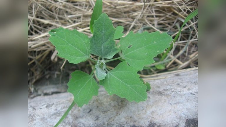 Can Rabbits Eat Lambs Quarter