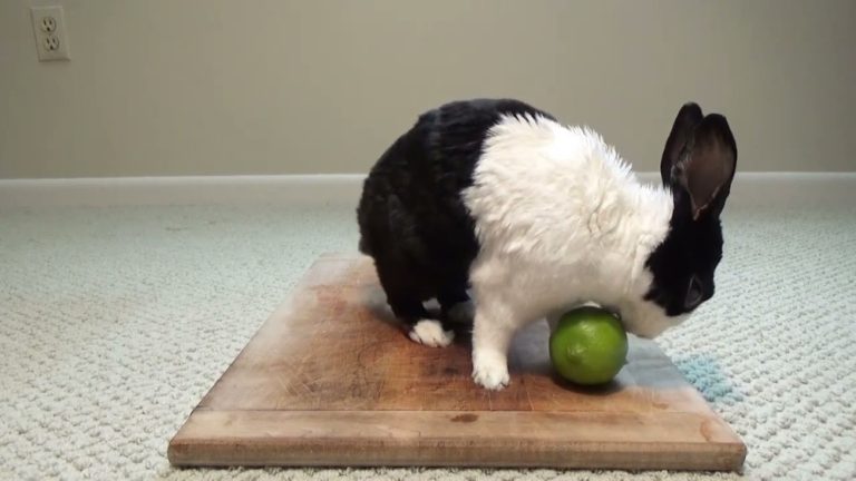 Can Rabbits Eat Limes