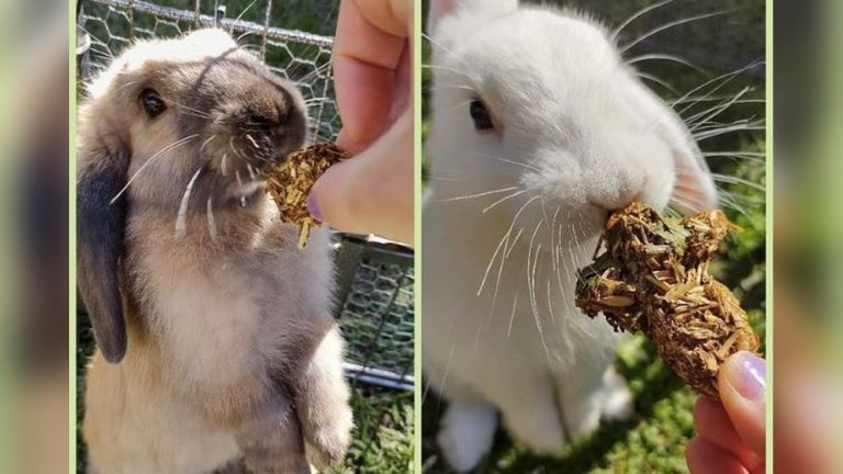 Can Rabbits Eat Mulberry Fruit And Leaves
