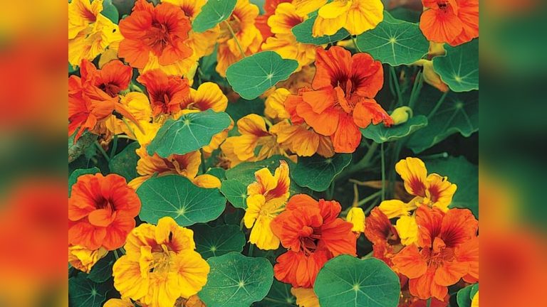 Can Rabbits Eat Nasturtiums