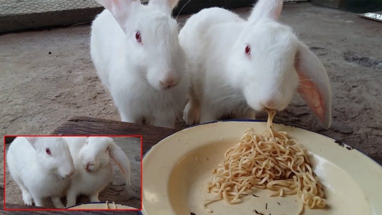 Can Rabbits Eat Noodles