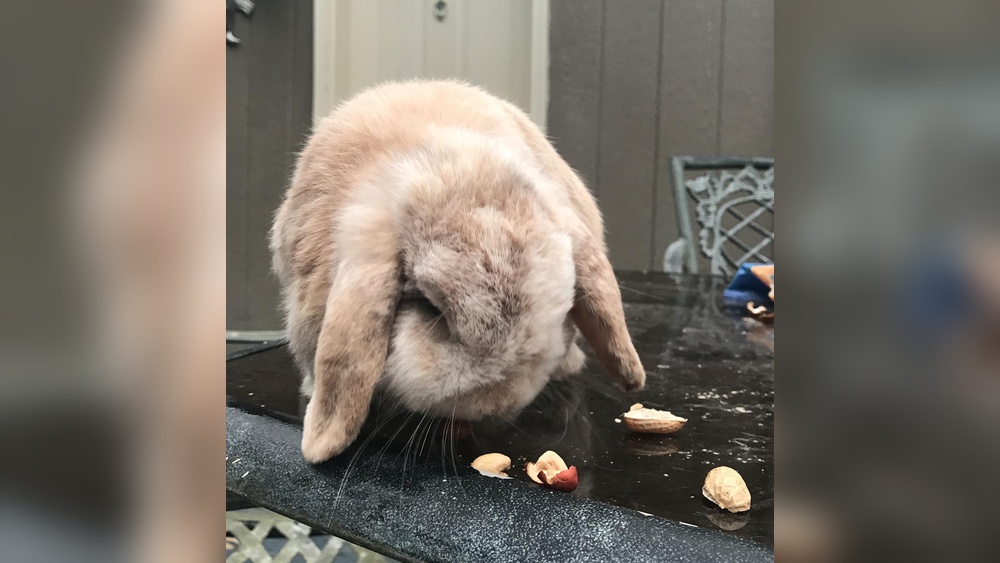 Can Rabbits Eat Peanuts