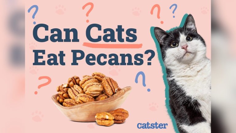 Can Rabbits Eat Pecans