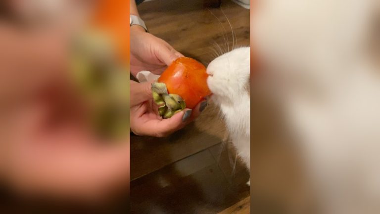 Can Rabbits Eat Persimmons