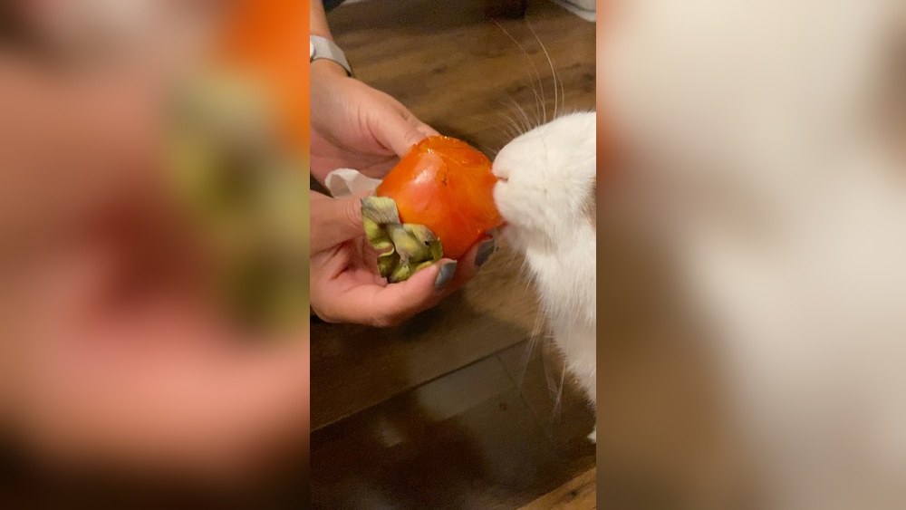 Can Rabbits Eat Persimmons