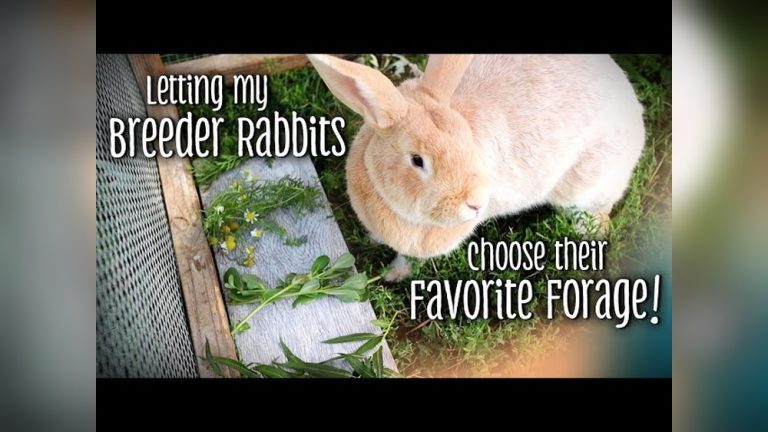 Can Rabbits Eat Purslane