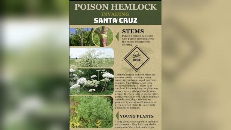 Can Rabbits Eat Queen Anne'S Lace