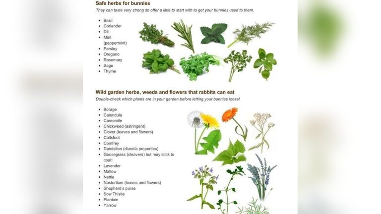 Can Rabbits Eat Rosemary