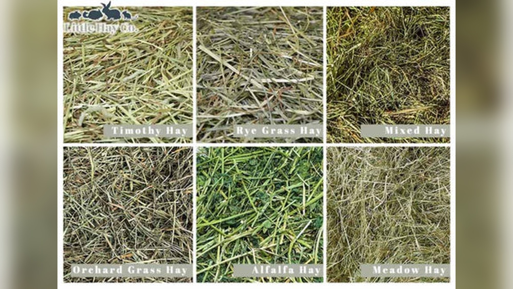 Can Rabbits Eat Rye Grass