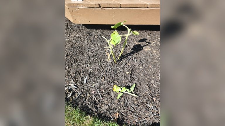 Can Rabbits Eat Sunflower Stalks