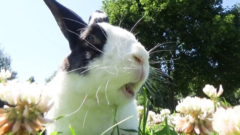 Can Rabbits Eat White Clover