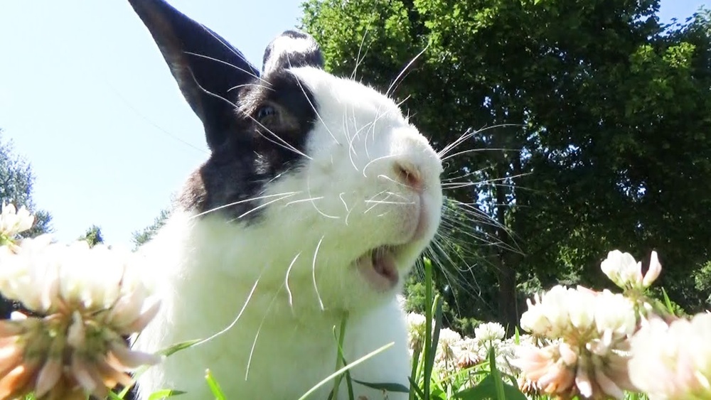Can Rabbits Eat White Clover