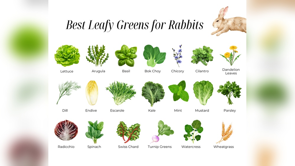 Can Rabbits Have Arugula