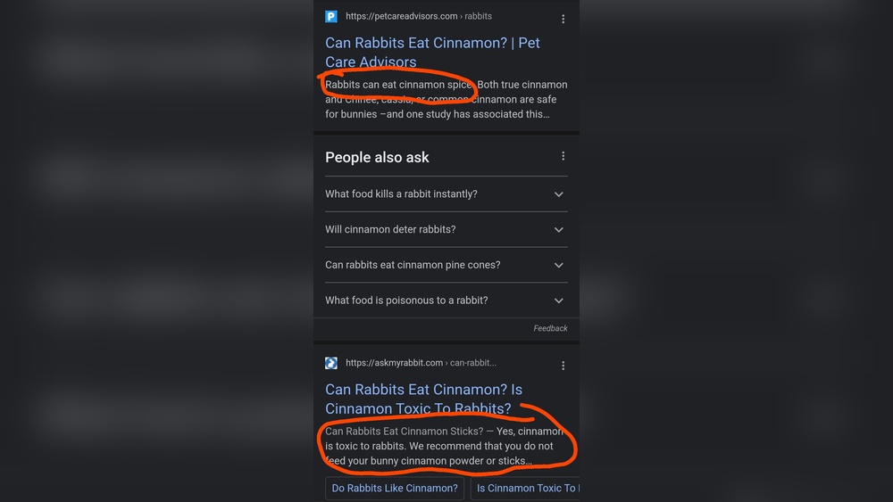 Can Rabbits Have Cinnamon