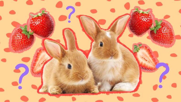 Can Rabbits Have Strawberries