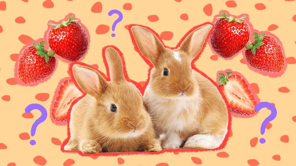 Can Rabbits Have Strawberries