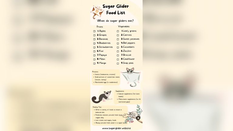 Can Sugar Glider Eat Chicken