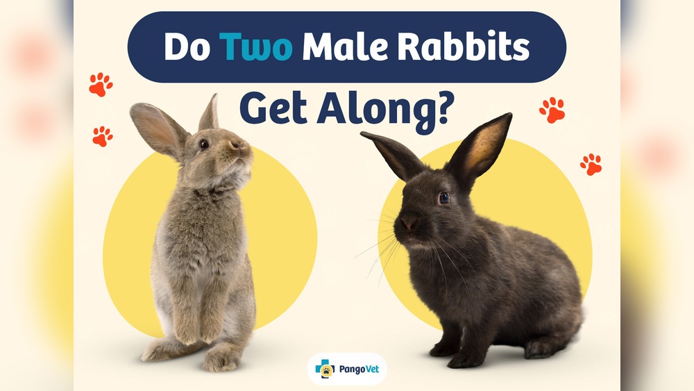 Can You Keep Two Male Rabbits Together