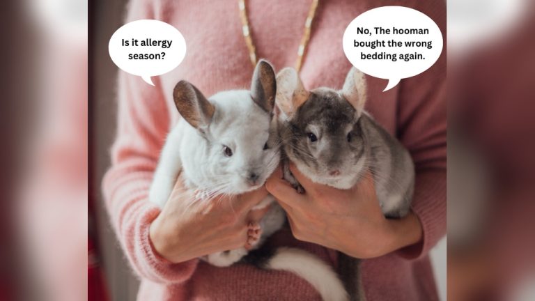 Can You Potty Train a Chinchilla