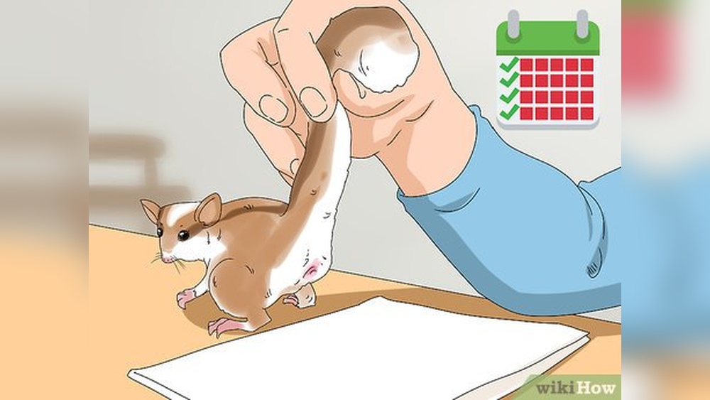 Can You Potty Train a Sugar Glider