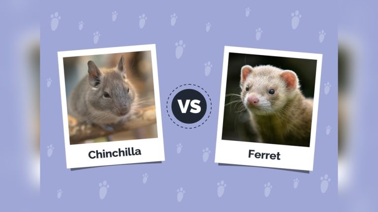 Chinchilla Vs Ferret