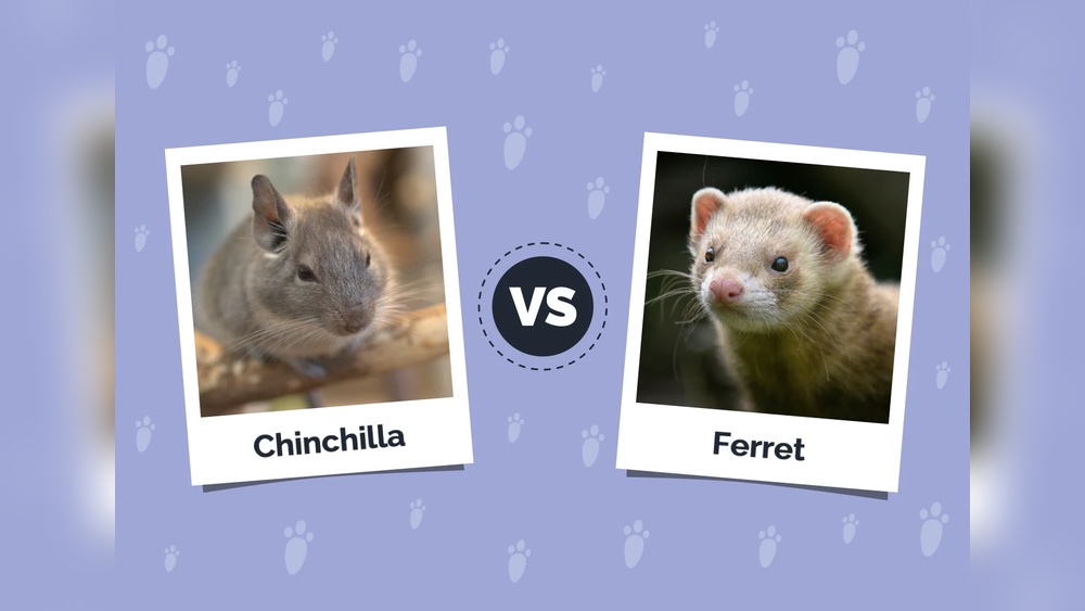 Chinchilla Vs Ferret