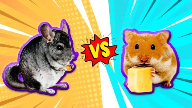 Chinchilla Vs Hamster