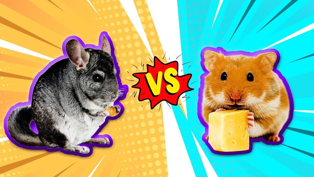 Chinchilla Vs Hamster