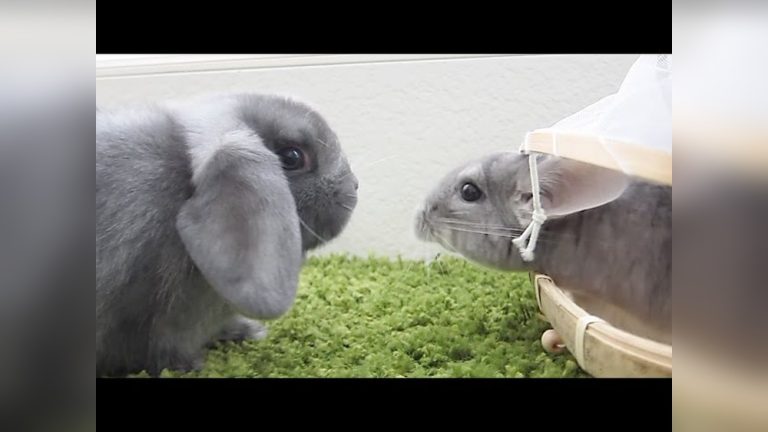 Chinchilla Vs Rabbit