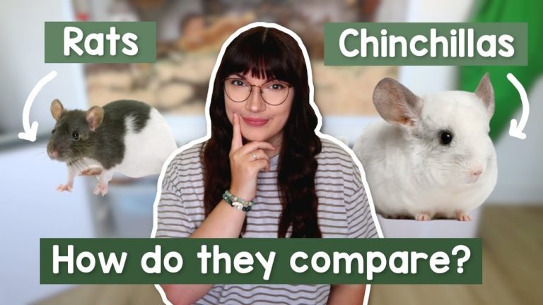Chinchilla Vs Rat