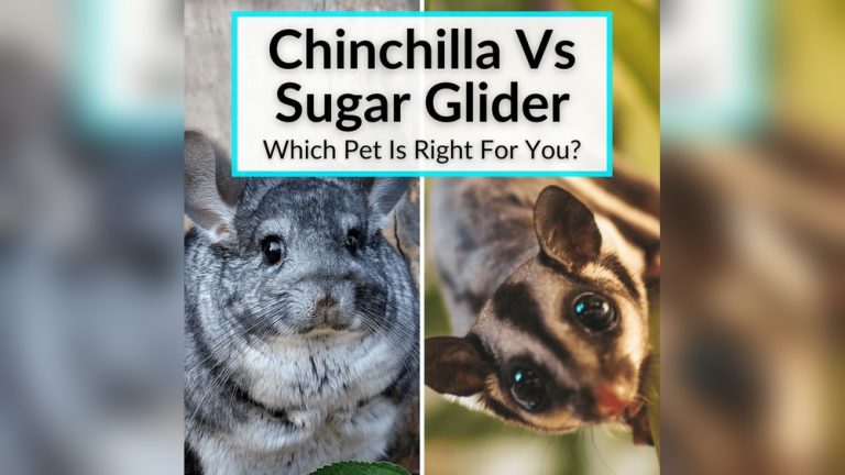 Chinchilla Vs Sugar Glider