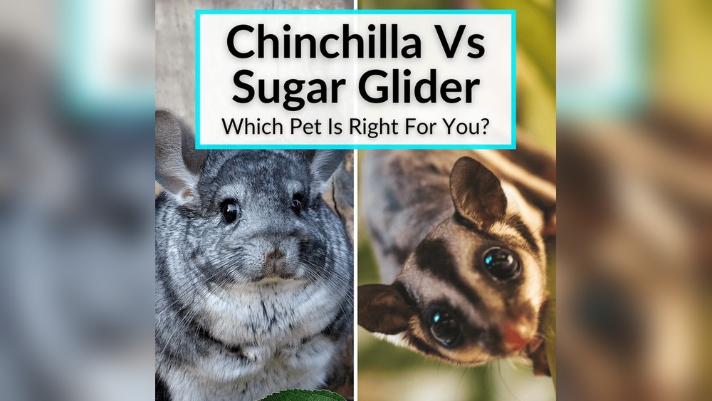 Chinchilla Vs Sugar Glider
