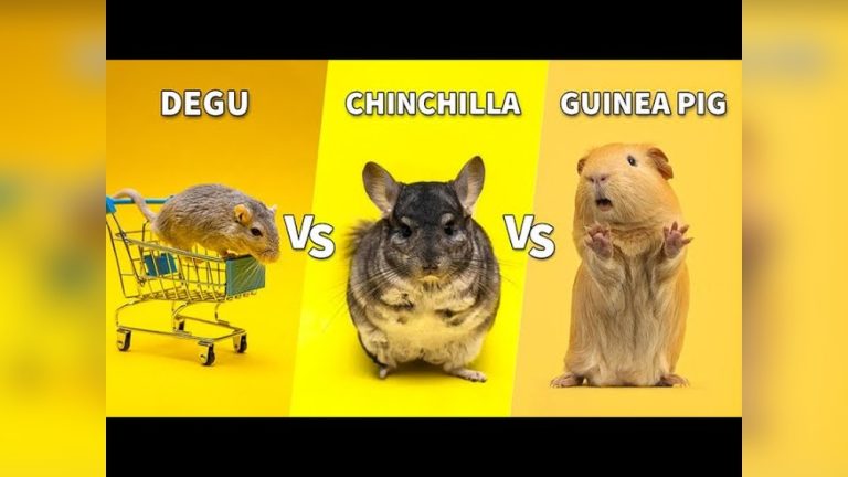 Degu Vs Chinchilla