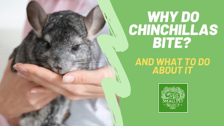 Do Chinchillas Bite