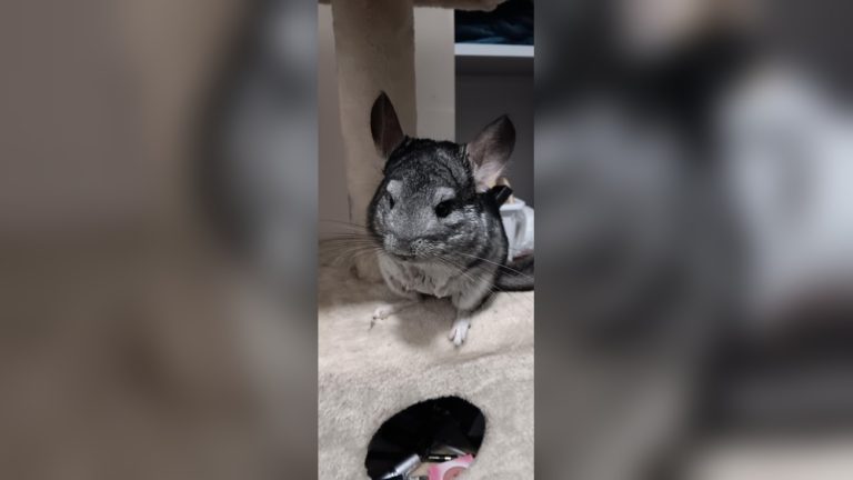 Do Chinchillas Smell Bad