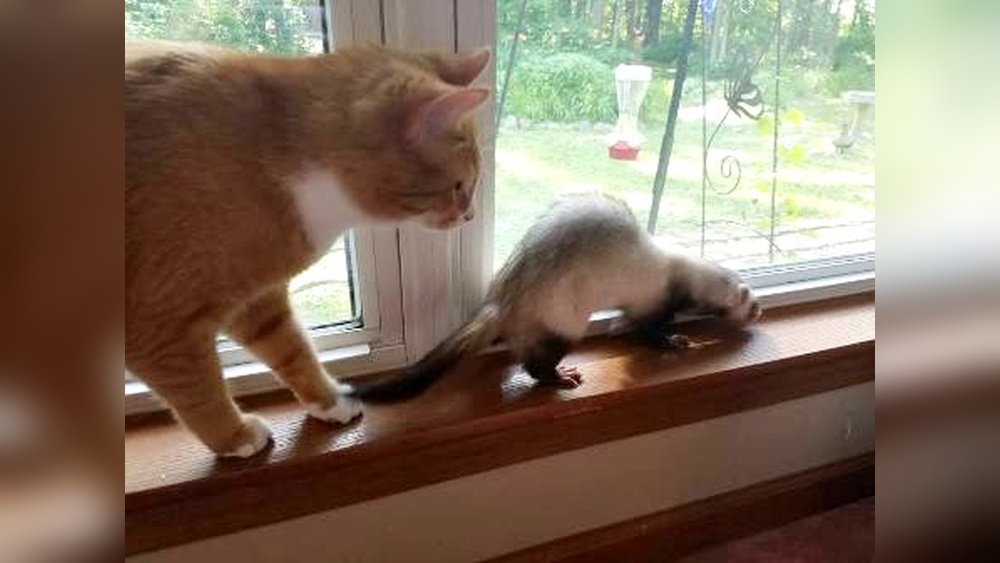 Do Ferrets And Chinchillas Get along