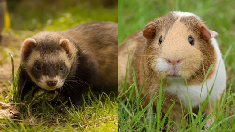 Do Ferrets And Guinea Pigs Get along