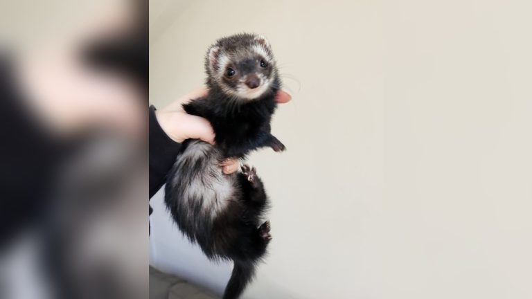 Do Ferrets Shed