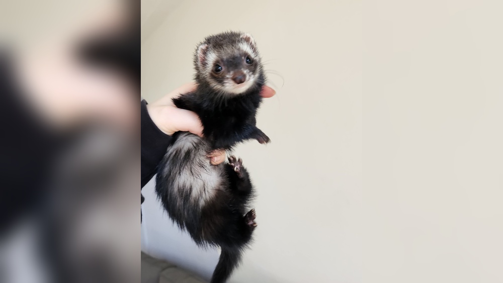 Do Ferrets Shed