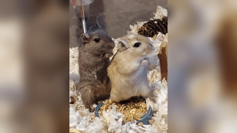 Do Gerbils Eat Hay