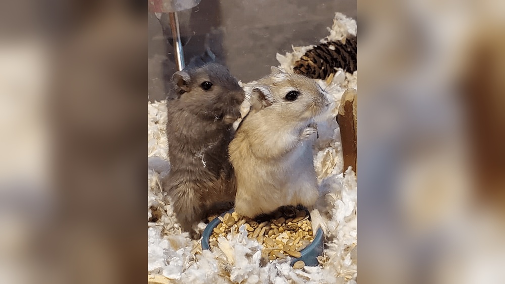 Do Gerbils Eat Hay
