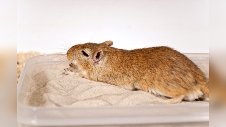 Do Gerbils Need Sand Baths
