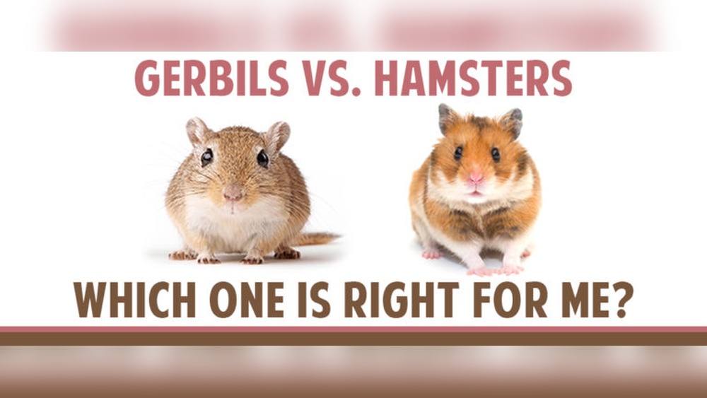 Do Gerbils Stink