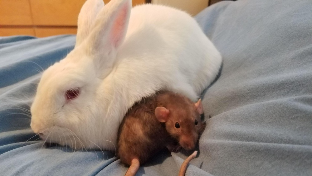 Do Rabbits And Rats Get along