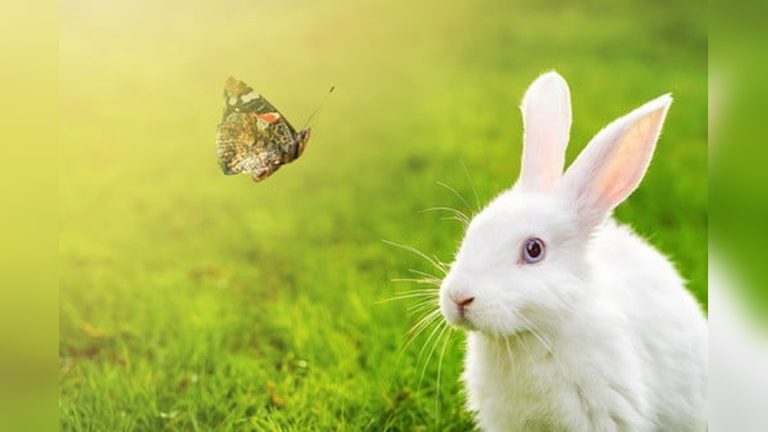 Do Rabbits Eat Ants