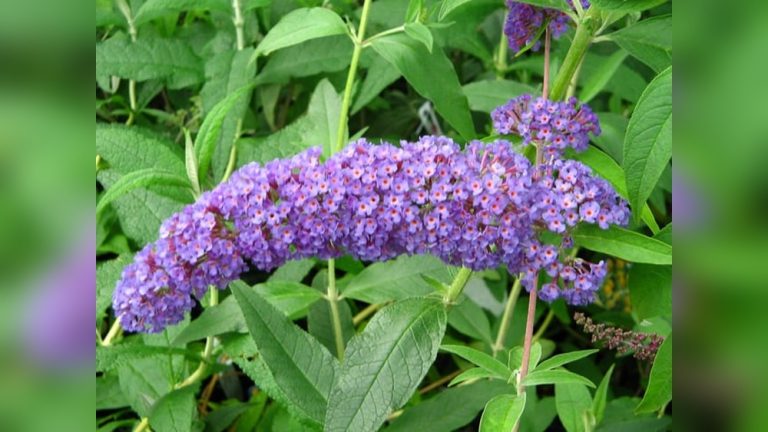 Do Rabbits Eat Butterfly Bushes